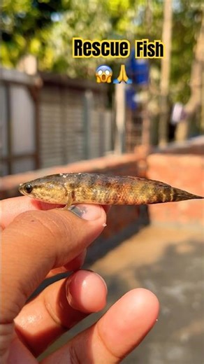 Helping a Fish Survive in Low Water 🐟🙏#trending