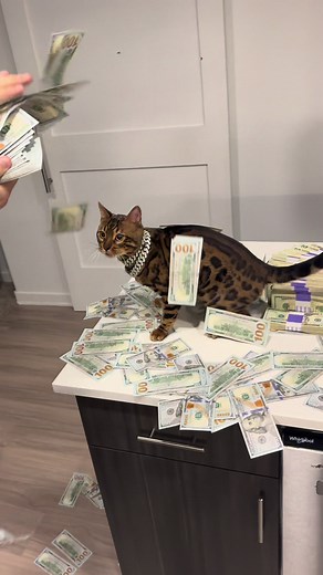 Exploring the Fascinating Bengal Cats in Baki Edits