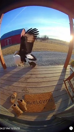 Goat vs. Eagle: Porch Hero