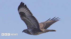 How buzzards came to fly over the UK again