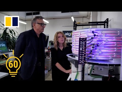 Australian start-up aims to turn algae into green fuel