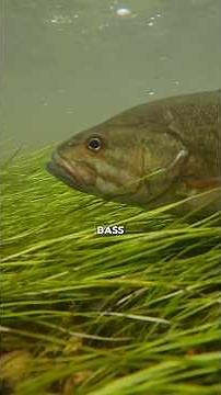 Smallmouth bass fishing with crayfish flies!