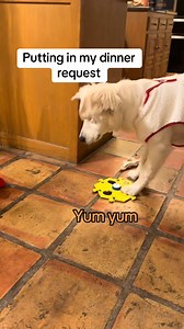 18K views · 155 reactions | Awesome example of a learner in the early stages of pressing...the press itself may come in different ways, but we should always value and honor the request when possible. Teach your companion animal at https://fluent.pet ! #fluentpet Video credit: @mysunshineclementine on TikTok | FluentPet | Facebook