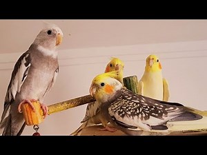 Cockatiel singing 3 hours. Cockatiel whistle training songs. Cockatiel sounds for lonely cockatiel