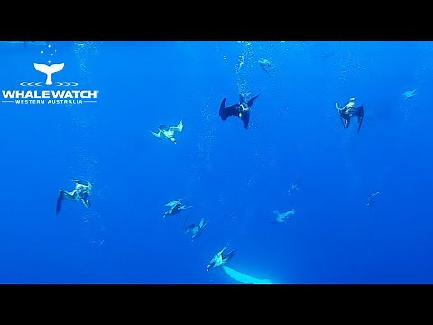 Killer Whales Take Down Giant Squid