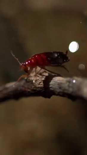 6.6M views · 158K reactions | The archerfish is a truly exceptional hunter. Not only can these predators launch themselves out of the water to snatch insects, but specialised mouthparts allow them to shoot bullet-like jets of water to dislodge their prey. They're the only fish in the world with this unique water-pistol ability. Footage from ‘Speed Kills: Desert’ (available free in selected territories on Rakuten TV and LG)⁣ | Earth Touch TV | Facebook