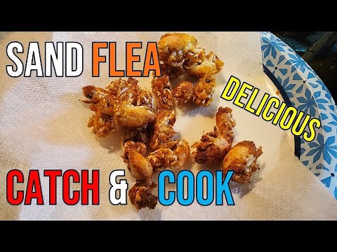 Fried Sand Flea Bites: Catch and Cook