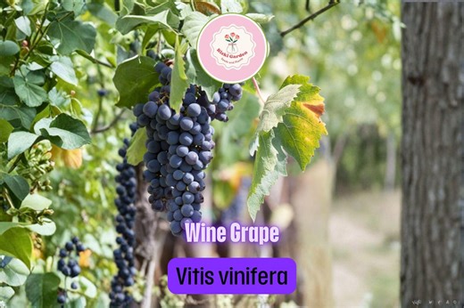 Grape Vine Seeds 30 Count Vitis Vinifera Fruit Plant - Etsy