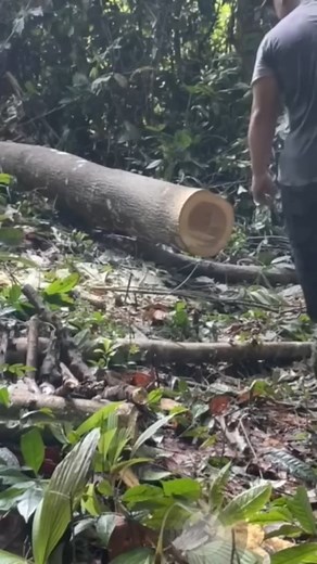 2.2M views · 10K reactions | make a Stool from wooden #logging #logger #chainsaw #fallingtree | A574 | Facebook