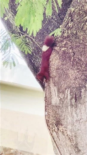 Finlayson’s squirrel/Sciuridae #shorts #squirrel #finlayson’s swuirrel #sciuridae variable squirrel