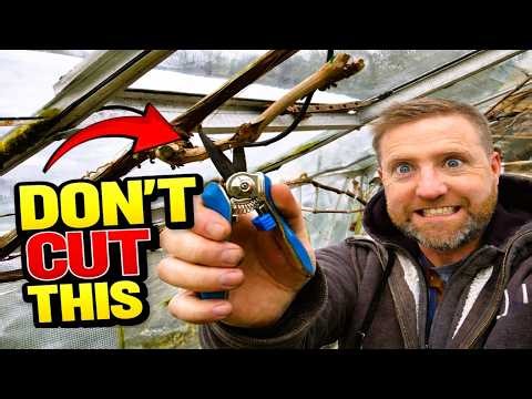 How to winter prune your grapevine | Allotment gardening 🍇