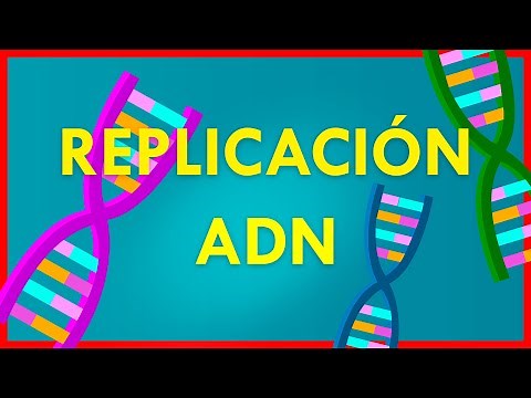 DNA SELF-DUPLICATION // EASY and FAST Explanation