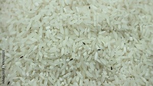 A close-up shot of a large group of rice weevils moving in the middle of rice grains. Bedbugs, pests, mug beetles, insects that destroy raw rice. Insects