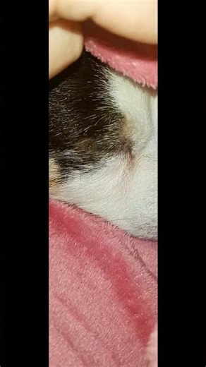 Sguardo di dolcezza nascosta ✨🐶 #pets #doglover #dog #jackrussell #jackrussellterrier