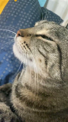 #feline #kitten #cat #cute #hurrem #kitty #askbuyusu #purr #paw #magic #love #truelove #compassion #