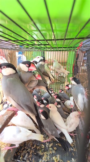 Black Java Sparrow bird. #reels #viral #birds #java #পাখি | Exotic Pets Aviary