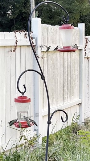 Did you know a hummingbird’s wings can beat up to 80 times per second? These tiny travelers are fueling up for migration right now. Have you spotted any in your yard? 📸: Karen Dierolf | Mississippi Museum of Natural Science