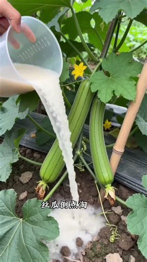 Top Tips for Perfect Vegetable Watering OrganicGardening CreatorHub Innovative