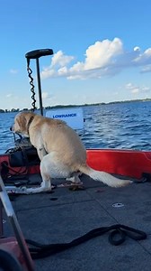 105K views · 578 reactions | Dog Ruins Fishing Trip 藍 | Lessons Learned In Life | Facebook