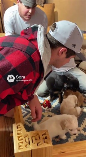 Beck bro Jack, the sirid and the back bro Adam all have cute puppies