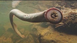 Freaky Feather River Fish! They say it's harmless - uh, sure??? Can you imagine one of these brushing up against your leg while you're swimming? | Mae Fesai