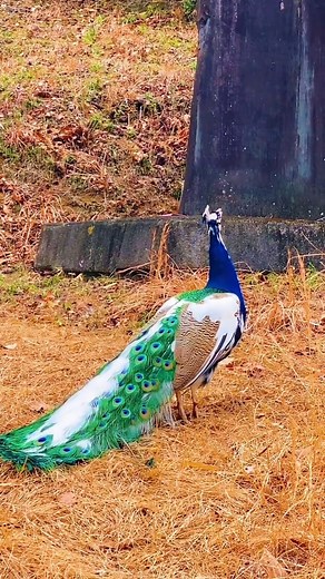 16K views · 370 reactions | Indian Peafowl, A Species of Phasianidae,...