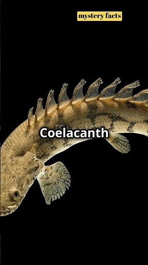 "Coelacanth: The Dinosaur-Era Fish That Defied Extinction 🐟🦖"#Coelacanth #LivingFossil #Prehistoric