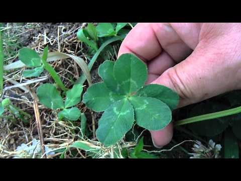 Six-leaf clover that found in Japan.Very rare.