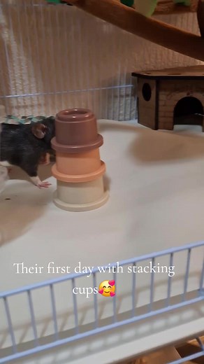 Bo and Sylvester trying out their stacking cups for the first time, I'm constantly impressed by how fast they learn🥹#rats #ratenrichmentideas #petrat #enrichment
