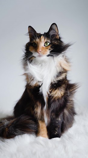 Freya's Transformation: Fluff to Fabulous | Cat Breed Facts