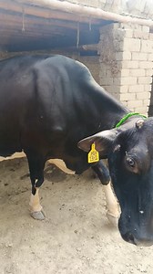 9.4K views · 227 reactions | Big cow | Dairy Cow TV | Facebook