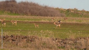 Mountain Gazelle (Gazella gazella) Herd of Gazelle grazing and playing on the slopes of the Galilee in winter