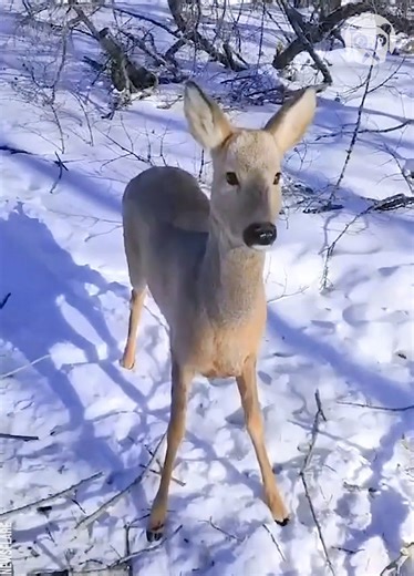 5.7M views · 10K reactions | Man rescues roe deer from wire hunting trap | Crafty School | Facebook