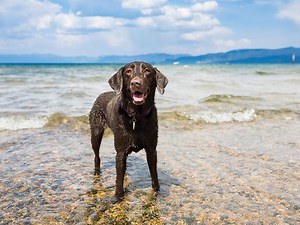 Australia's Best Dog Destinations - realestate.com.au