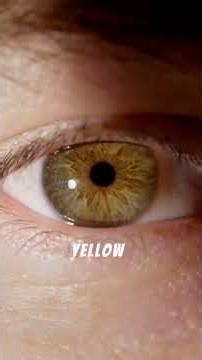 The History and Science of School Bus Yellow