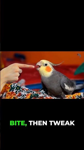 3 Key Ways to STOP Bird Biting Body Language & More! #birdtok #birds