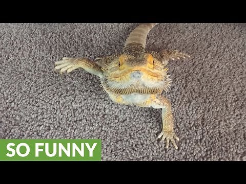 Bearded Dragon tries to wave to the camera