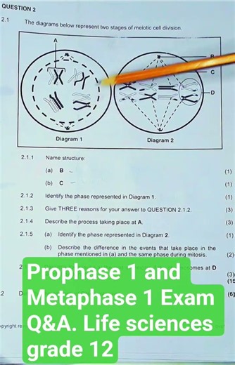 Prophase 1 and Metaphase 1 Exam Questions and Answers. Life Sciences grade 12