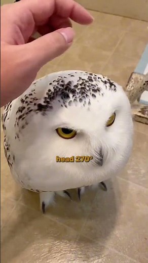 Owls Explained 🦉 | The Silent Hunters of the Night