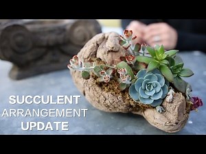 Driftwood Succulent Arrangement UPDATE!