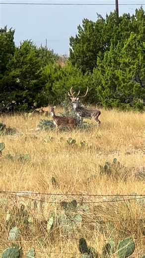 Beautiful axis @fulldrawr1 | Bo Sharp