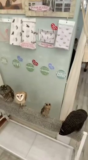 Follow Us #owlseverywhere #owlsaddicted #owlgang #photography #adorable #wildlife #nature #wildlifepictures #wildlifephotography #naturepictures #owls #owl #owlobsession #iloveowls #owllover #bird #owllovers #owllove #owlstagram #birdlovers #animallover #animalphotography #owly #beautiful #birdofprey #animal | The Owls Lovers
