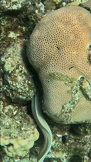 Geometric Moray Eel Mastering the Coral Maze 🐍🪸✨