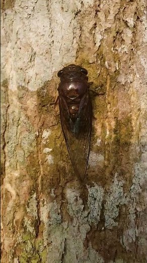 Cicada Sings LOUDLY on Tree | Unmistakable Summer Sound!