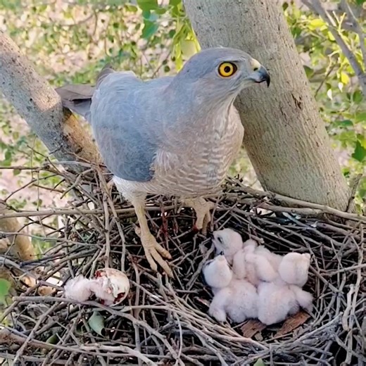 172K views · 4.4K reactions | Falcon mother chops her own dead chick and eed other babies | Review All Birds | Facebook