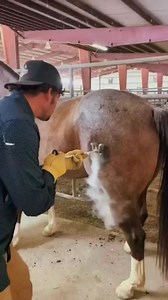 389K views · 861 reactions | Freeze Branding #equestrianlife #lovehorsesforever #insta #doctor #horselifestyle #loveislove #freezer #branding #myhorse #cute #horsecaretips #loveyou #facebookpost #equestrianlifestyle #equestrianfashion #EquestrianStyle #equine #equality | My First Love | Facebook