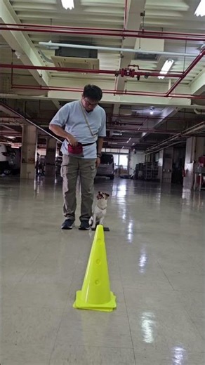 小童老師到府訓犬 靠大腿訓練 #台中到府訓犬 #狗訓練 #寵物 #寵物友善日常 #小童老師