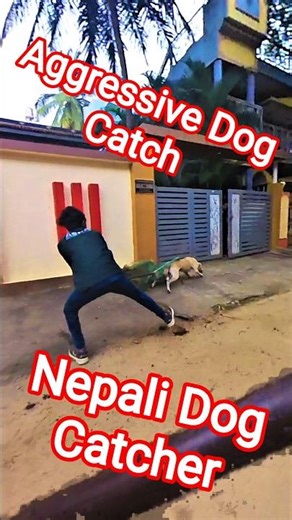Nepali Dog Catcher Aggressive Dog #dog #nepal #streetdogrevival #shorts #ytviral