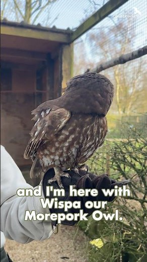 Meet our Morepork Owl!
