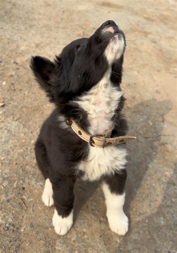 Effective Dog Training Tips for Sit Command